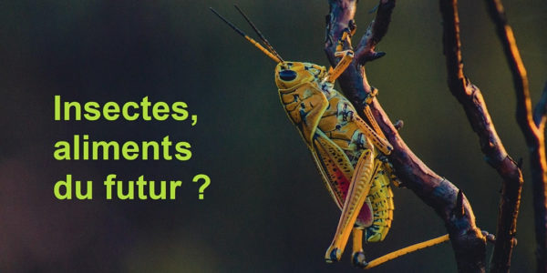 Insectes : aliments du futur ?